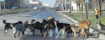 В Бердянске официально зафиксировано до 800 случаев нападения собак на людей