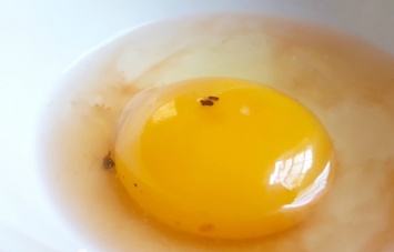 Вот что происходит с твоим организмом, если ты не ешь яйца постоянно! Всего лишь 1 куриное яйцо в день