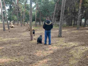 Николаевцы просят создать зоны для выгула собак в парке «Лески»