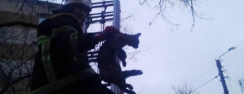 Как кременчугские спасатели кота с дерева снимали (ФОТО)