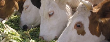 Европейские перспективы молочных аграриев Луганщины: где взять деньги (Видео)