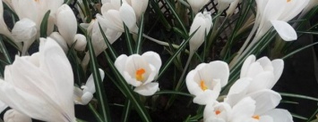 Одесский торговцы «держат» заоблачные цены на увядающие весенние цветы (ФОТО)