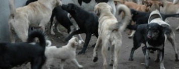 Программу по борьбе с бродячими собаками в Бердянске приняли с условием доработок
