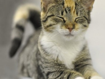 Ученые объяснили, зачем на самом деле коты мнут лапками человека