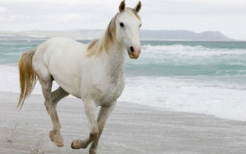 В Одессе украли лошадь
