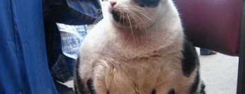 На одесском Привозе появится памятник огромной 15-килограммовой кошке Базарине (ФОТО)