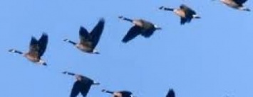 В «Меотиду» летят перелетные птицы