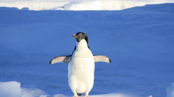 В Антарктиде пингвины украли у геологов технику