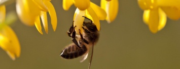 В Одессе проснулись пчелы, которые не знали про прогноз (ВИДЕО)