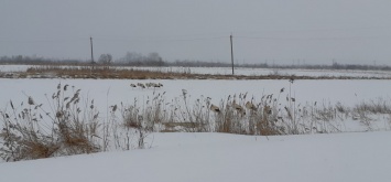 В Украине из-за мороза и снегопадов замерзают аисты
