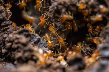 Китайская таможня нашла муравейник в багаже пассажира из Эфиопии