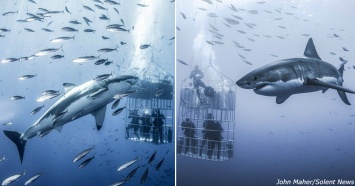 Развлечение в Мексике: опустись под воду вместе с 7-метровой белой акулой!