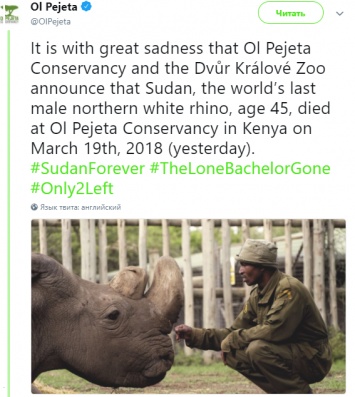 В Кении умер последний в мире самец белого носорога