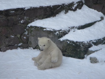 В Николаевском зоопарке белый медвежонок исследует снег