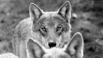 Идет охота на волков: в Крыму отстреливают хищников из-за роста популяции