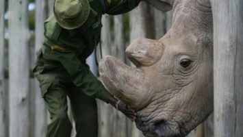 Последний самец северного белого носорога умер в возрасте 45 лет в Кении