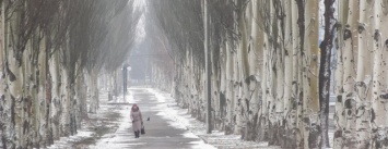 "Приговоренные" тополя, каштаны и липы: стало известно, какие деревья спилят в Покровске