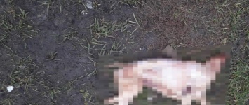 Эксперты установили, чей труп найден неподалеку от одесского парка Победы (ФОТО)