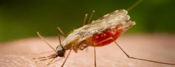 Малярия на Харьковщине: мужчина "привез" опасный вирус из Конго