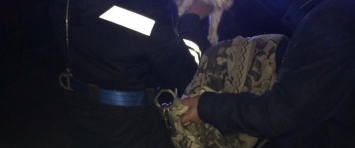 Не успел испугаться! В Мариуполе спасатели в кратчайшие сроки достали с дерева котенка (Фотофакт)