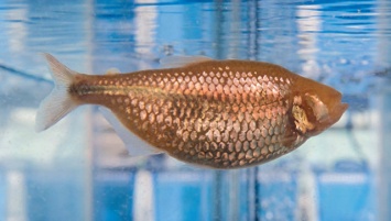 Ученые открыли рыбу, "добровольно" ставшую слепым диабетиком