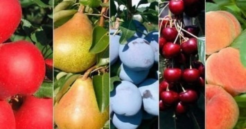 Эксперты рассказали, как изменилась структура производства плодовых и ягодных культур на Николаевщине