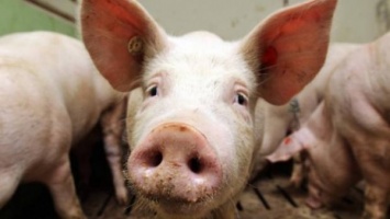 На Херсонщине судили "воровской коллектив", который украл свиней