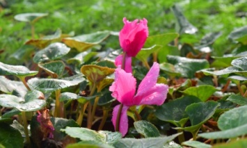Накануне весны: в Черноморске уже подрезают розы, а в теплицах «Зеленхоза» подрастает цветочная рассада