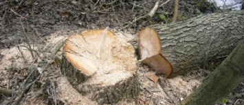 В Мариуполе на спасателя упало дерево