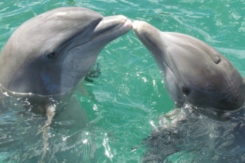 В Австралии на берег выбросились более 150 дельфинов