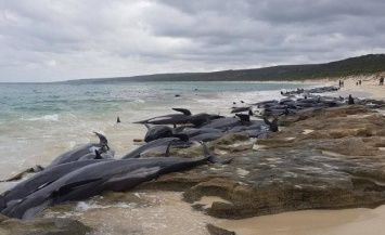 В Австралии более сотни дельфинов выбросились на берег