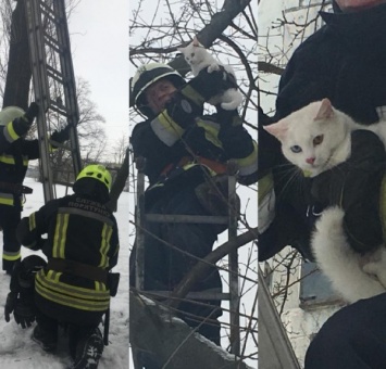 В Днепре сотрудники ГСЧС спасли котенка