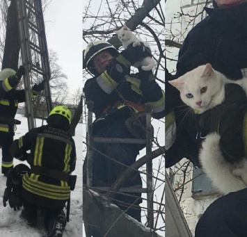 В Днепре пожарные спасли котенка