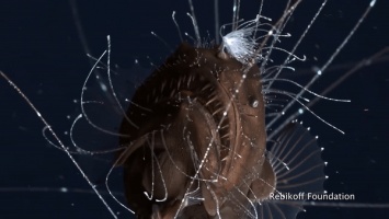 "Ничего подобного не видели ": видео с обитателями глубин поразило биологов