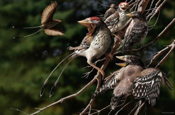 Ученые выяснили, что ископаемые птицы не высиживали яйца