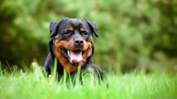 На Херсонщине оштрафовали хозяина собаки, которая "сбила автомобиль"