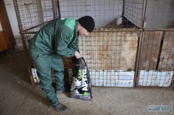 В райцентре на юге Одесской области снова заработала служба по отлову бездомных собак