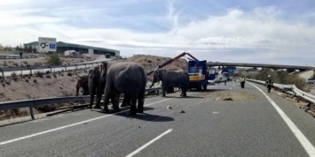 В Испании перекрыли автомагистраль ради спасения слонов