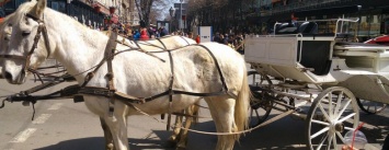 В центре Одессы снова появились худые изможденные лошади (ФОТО)