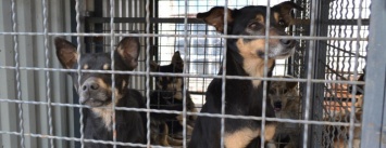 Под Кривым Рогом провели бескровную стерилизацию и вакцинацию бездомных собак в операционной на колесах (ФОТО)