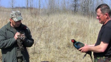 На Благовещение на Днепропетровщине выпустили в природу 70 фазанов