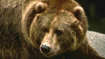 На Львовщине открылся после зимы новый медвежий приют «Домажир»