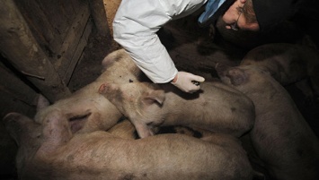 Чума свиней: в Крыму зафиксированы новые вспышки