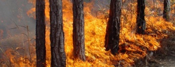 В Киеве предупреждают о пожарной опасности