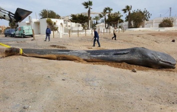 На побережье Испании нашли мертвого кита: людей поразило то, что они нашли в его желудке!