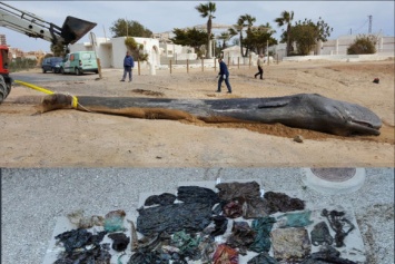 В Испании на берег выбросило кашалота, который съел 29 кило пластика