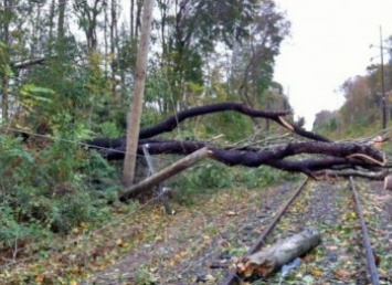 Чешский пенсионер валил деревья на железнодорожные пути, выдавая себя за террориста