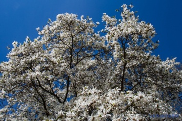 На Закарпатье начался сезон цветения магнолий. Фото