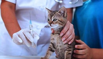 График вакцинации собак и кошек от бешенства по Славянску