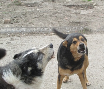 В Бердянске не удалось проверить частный приют для собак
